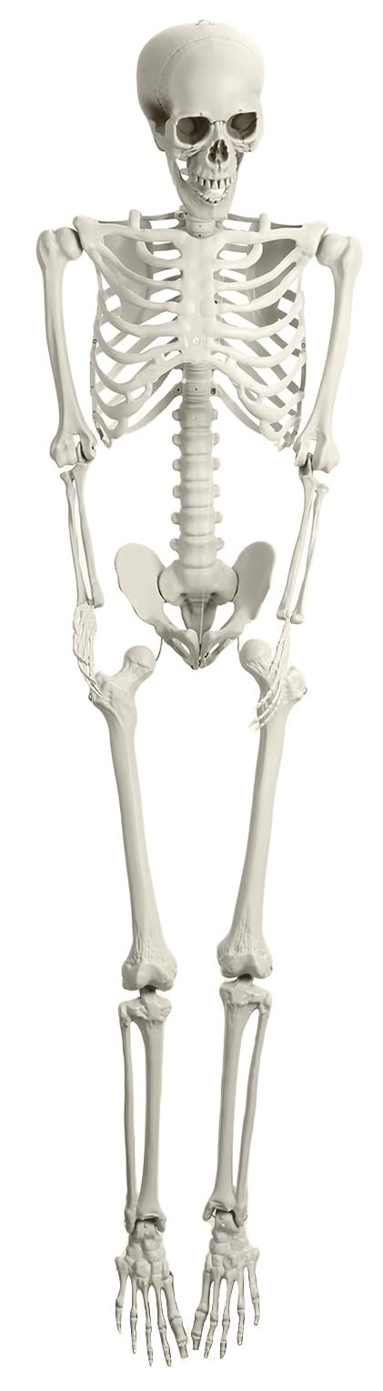 Full Size Poseable Plastic Skeleton E424061