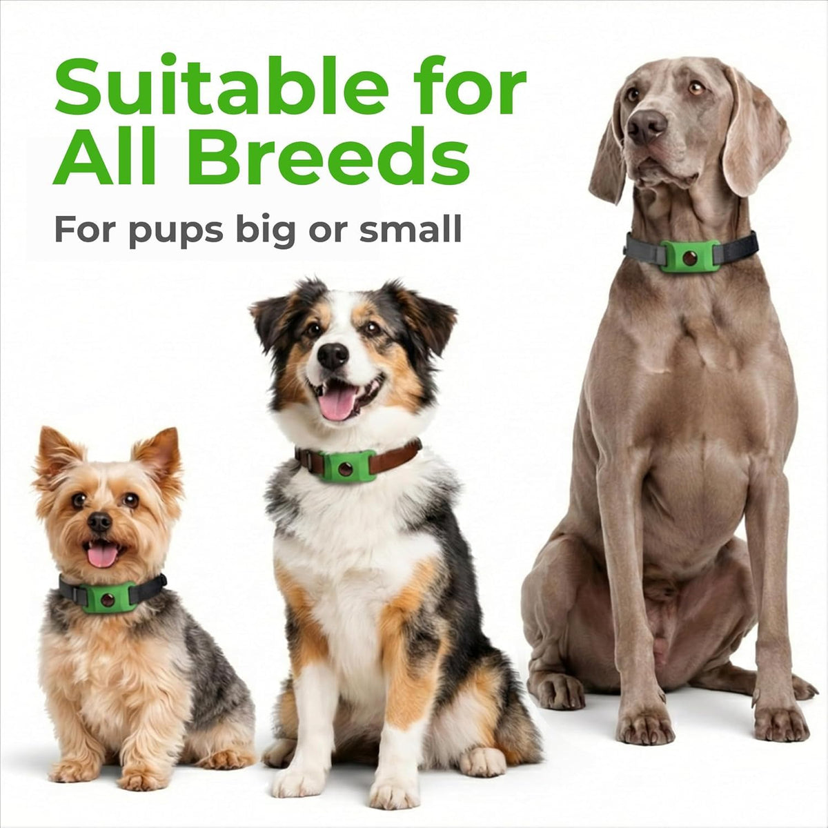 Green Dog Tag A6685
