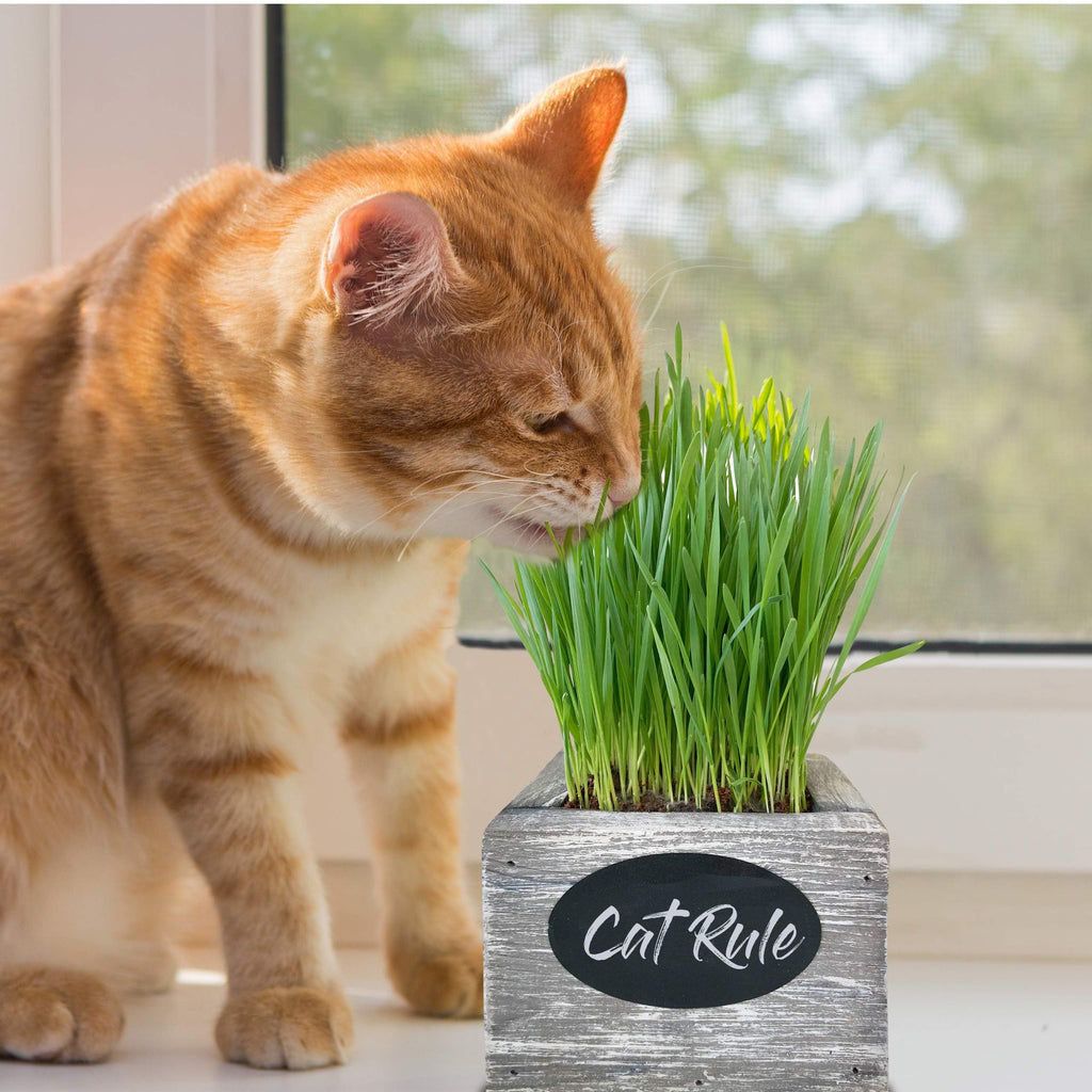 Organic Wheatgrass Seed & Soil Cat Grass Kit T709039