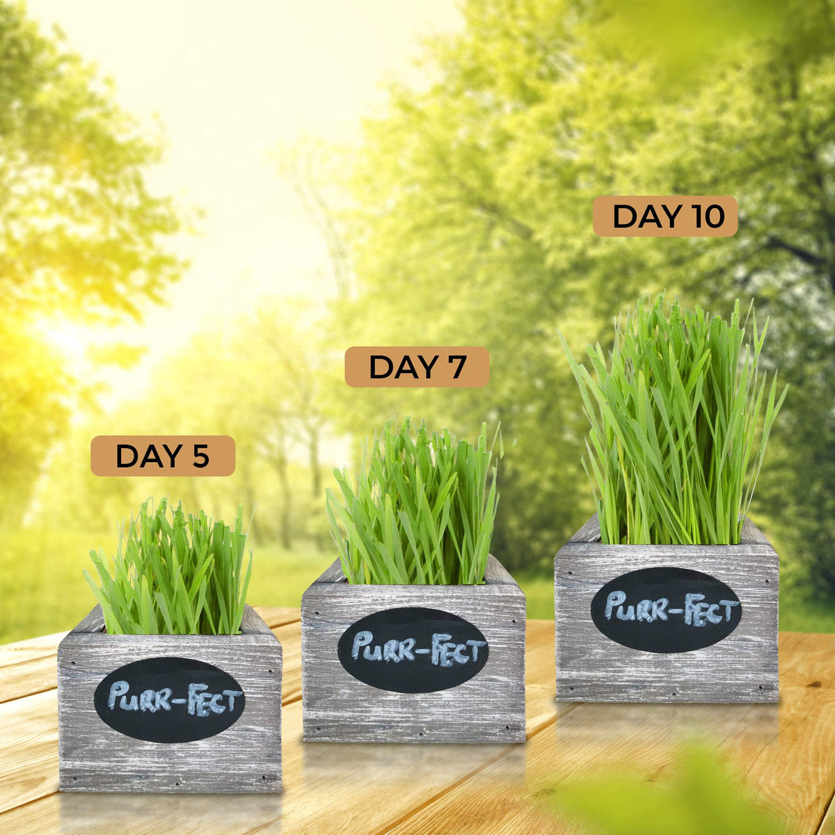 Organic Wheatgrass Seed & Soil Cat Grass Kit T709039
